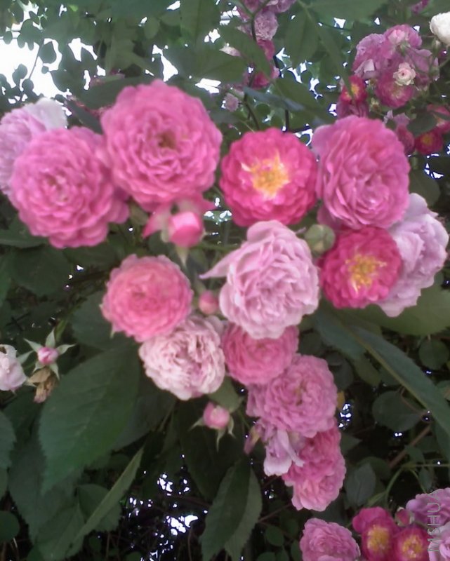 �ֻ��յģ��е�ģ��