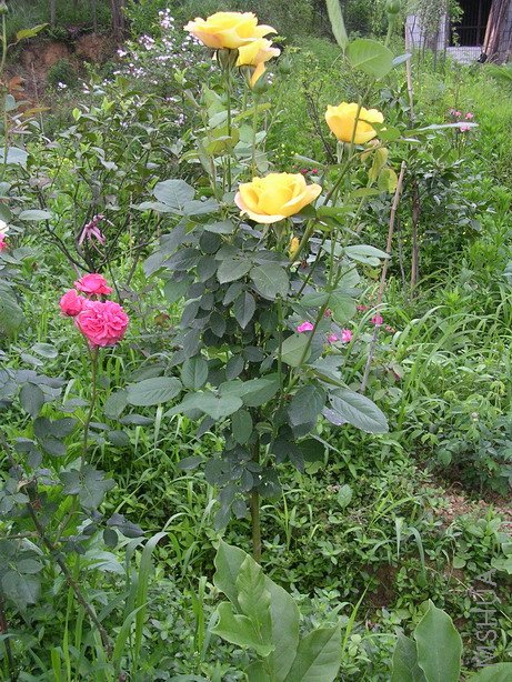 ����ȫ��