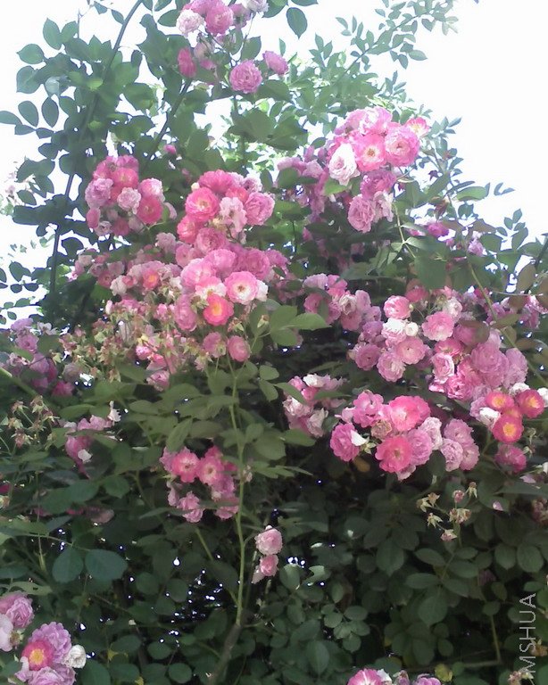 �ֻ��յģ��е�ģ��Ŷ