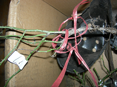 17������������������ˣ�˩���ӵ��������ˣ���ȫɢ�ں�������