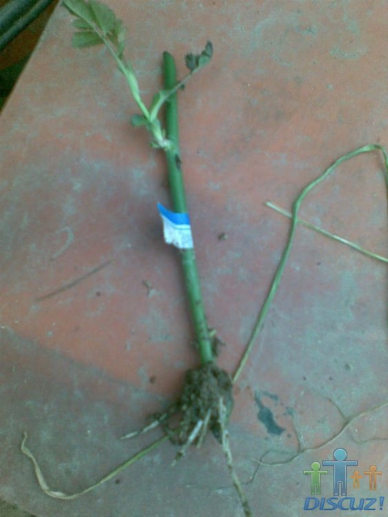 Ψһ����������