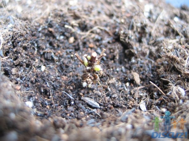 ��������2���׵�㣬ȴ������Ҷѿ�������Ǹ�