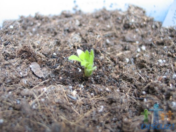 ��һ����Կ���Ҷ���ϵ�ëë