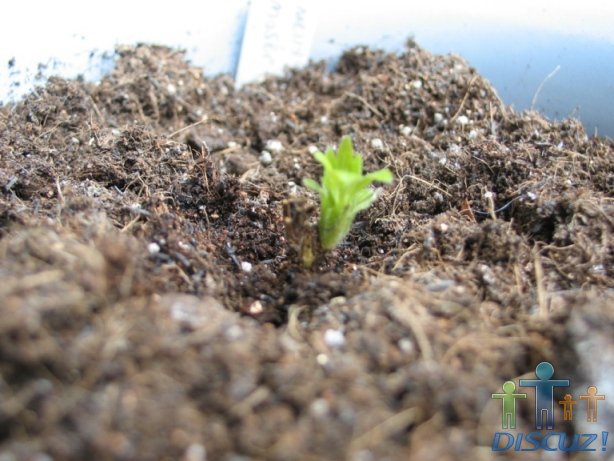 ��ϧ����ֻ��1��ѿ