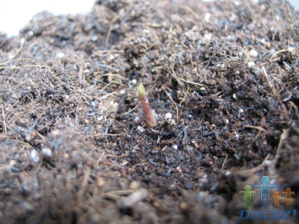 �ұ���һ��СѿҲ��������