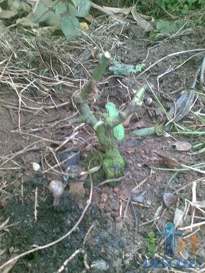 ���׵���˹��