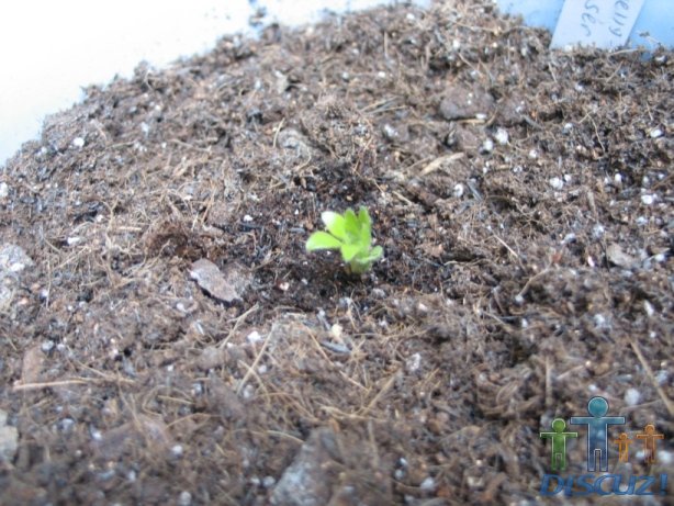 ���ǵ�Ҷ����չ���ˣ�Ҷ������������