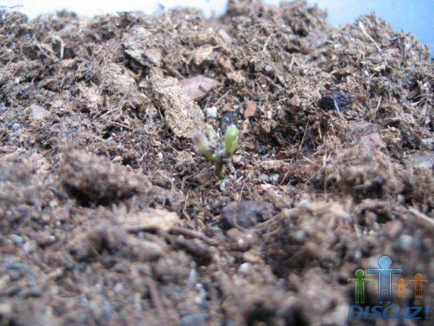 ��˹����Ů��ѾѾ���Ǻ�С