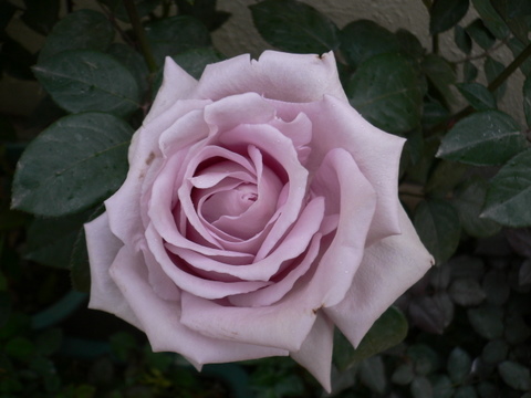 P1050098.JPG
