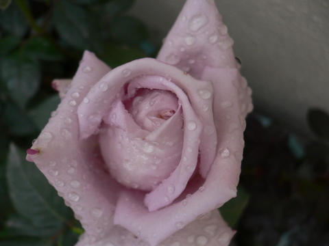 P1050015.JPG