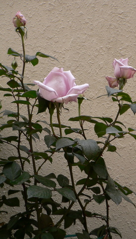 P1040868.JPG