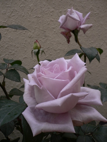 P1050101.JPG