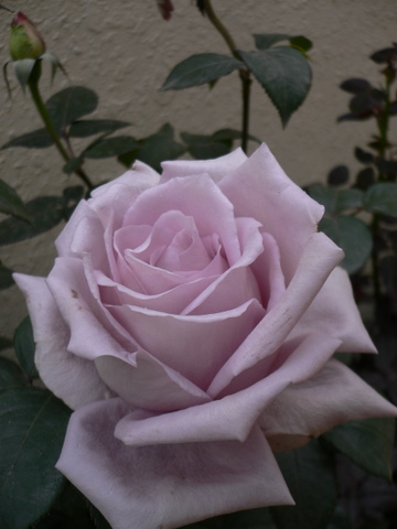 P1050127.JPG