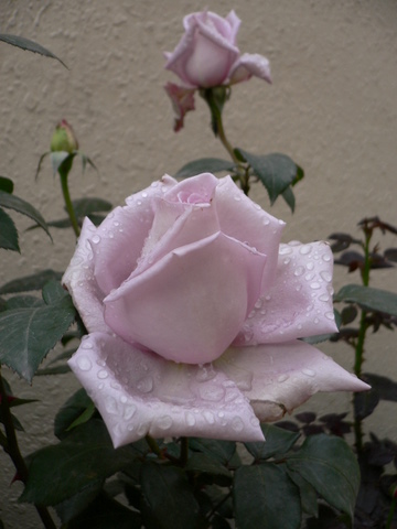 P1050009.JPG
