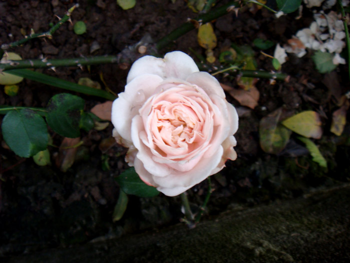DSC01957.JPG