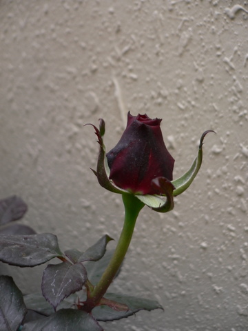 P1050095.JPG