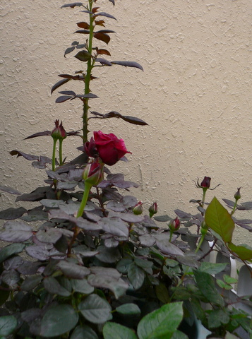 P1050130.JPG