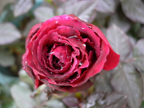 P1050031.JPG
