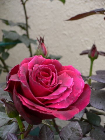 P1050092.JPG