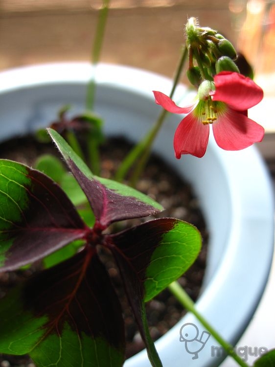 IMG_4272.jpg