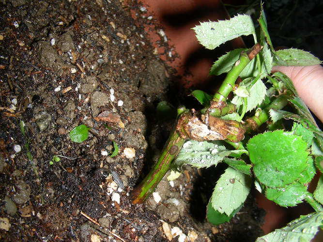 ��������λ�������ѵķ�ɫ�����