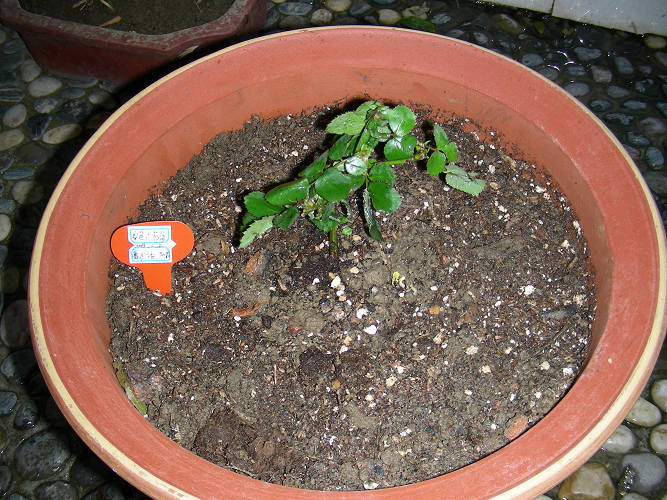 ��ɫ�����