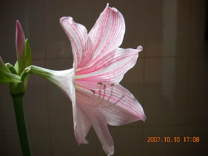DSCN0453.jpg