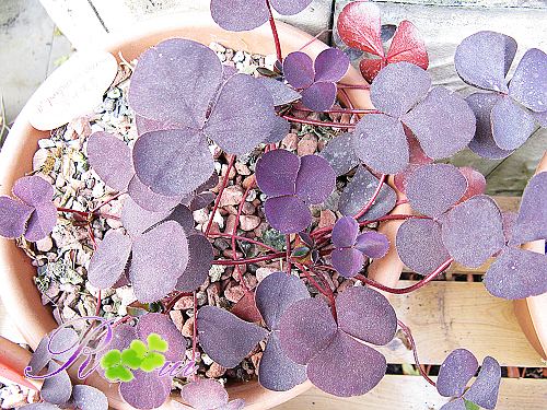 O'purpurea garnet 6.jpg