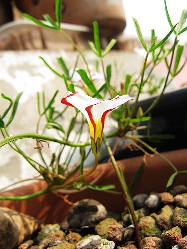 versicolor ˫ɫ4.jpg