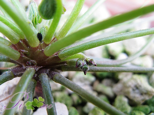 compressa var Flore Peno����7.jpg