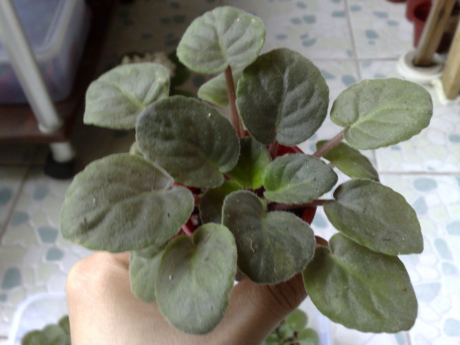 ���Ĺ��ƿ��Է�Ҷ��