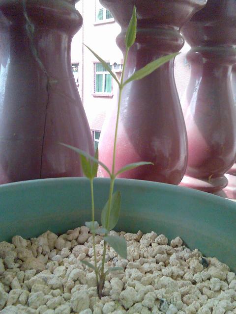 2�ô����ȹ���