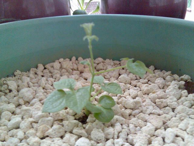 ����һ��������,��һ��ֻ��ѿû��ô�仯