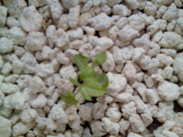 ���ֺõ�һ�õ�����,��һ��ѿ�㽩������û����