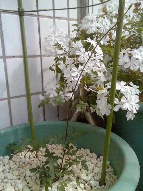 ����ҵ�С����������ʹ�һ�� �Ǻ�