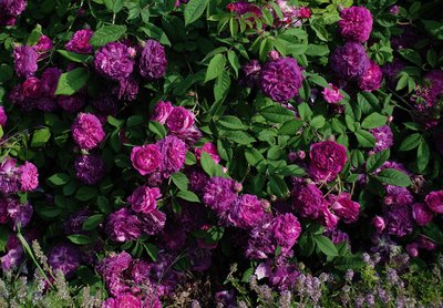 Cardinal Richelieu 02c.jpg