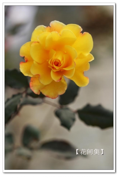 IMG_0650 ����.jpg