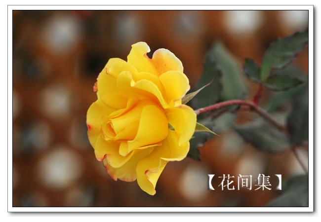 IMG_0652 ����.jpg