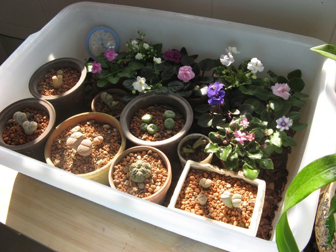 ����������,������ϲ���