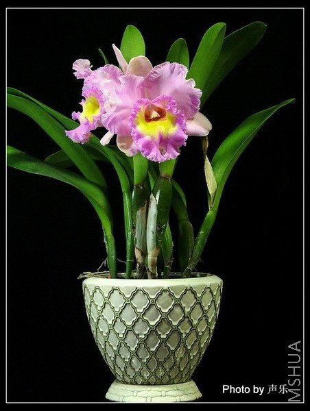 ��׳��������