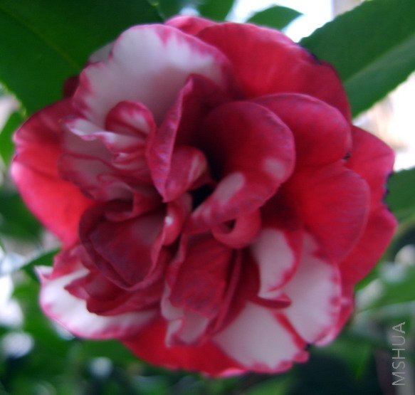 S8000863.jpg