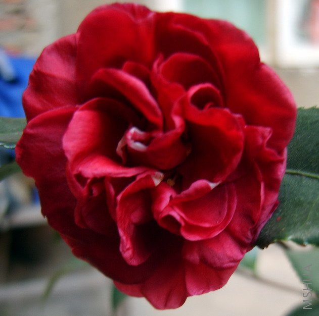 S8000822-2.jpg