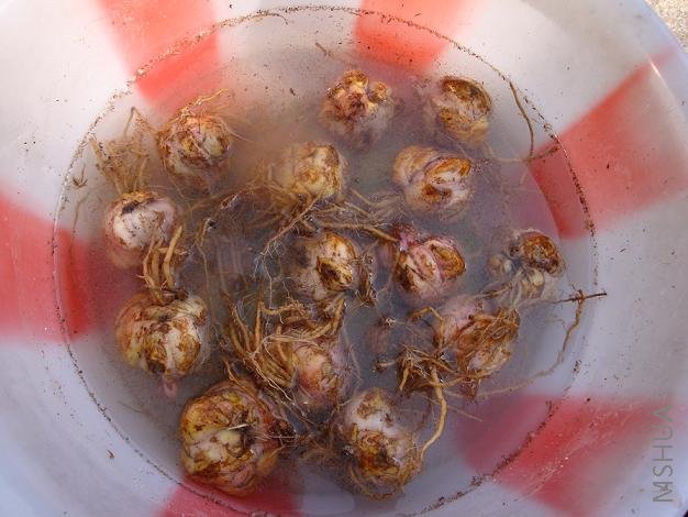 ���ö�������