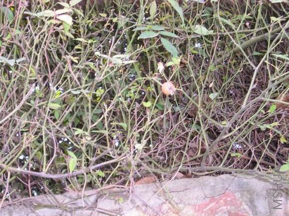 roadside3.jpg