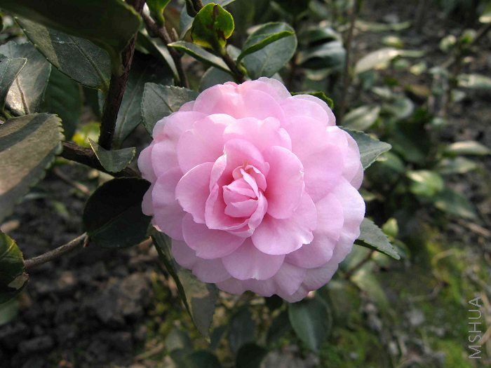 �ѱ����ڻؼҵĲ�÷