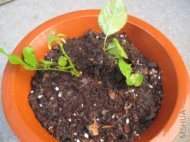 ���µ�����