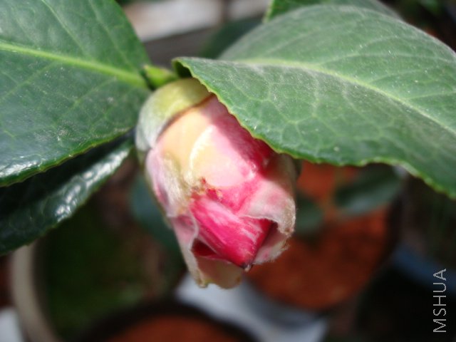 �ҵľ���ţ��������