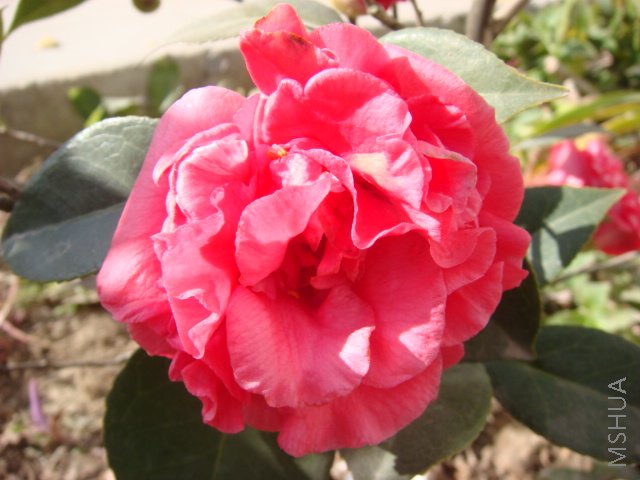 DSC03930.JPG