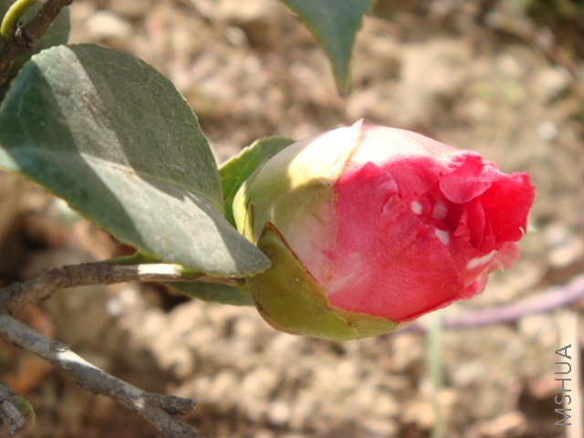DSC03877.JPG