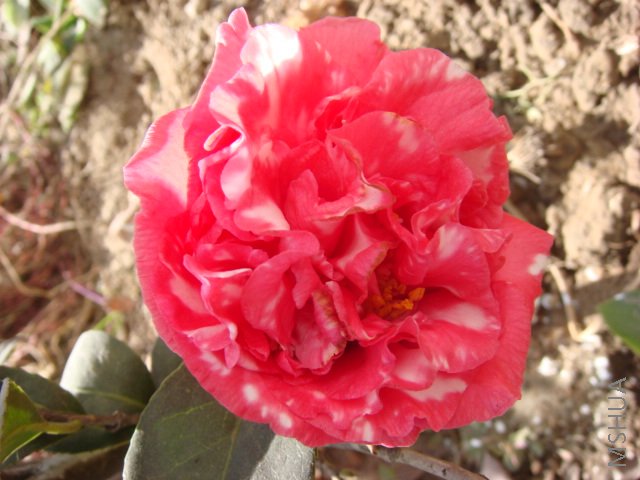 DSC03931.JPG